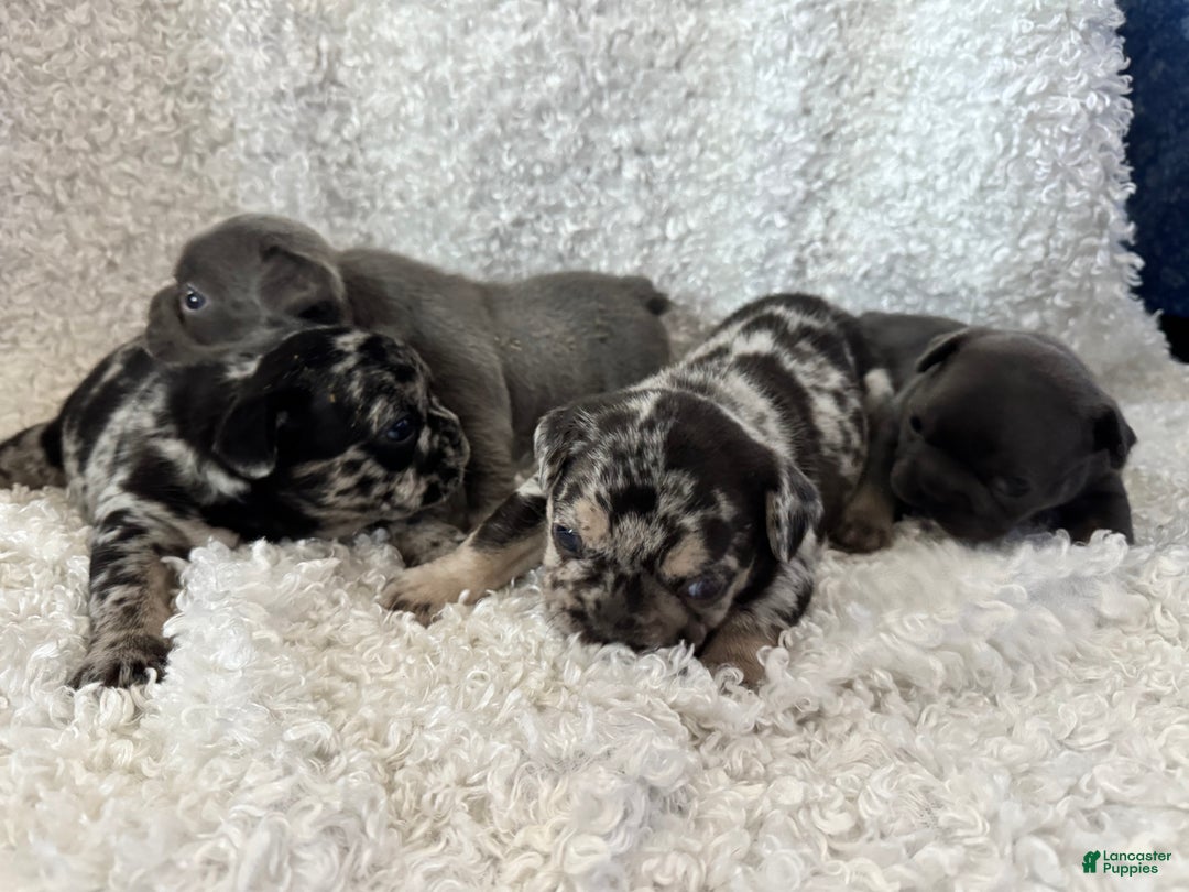 French Bulldog dogs for sale: Raven  - Ad 3