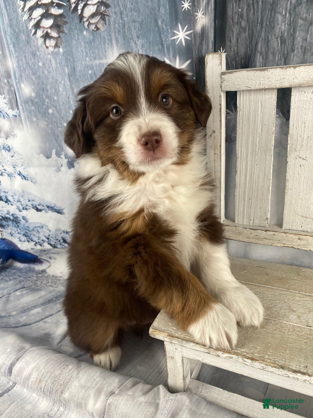 Australian Shepherd dogs for sale: Boone - Ad 7