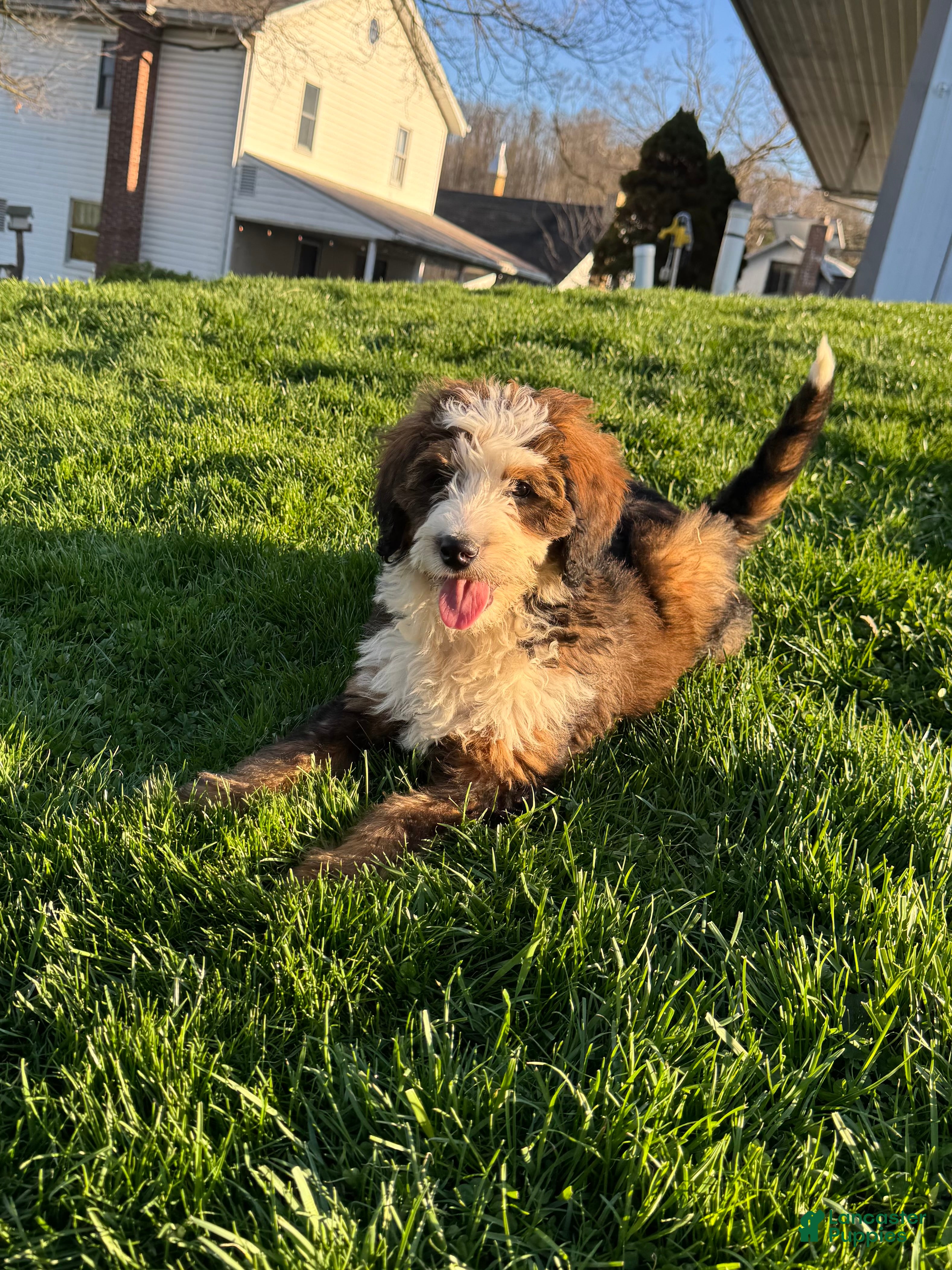 Bernedoodle dogs Sadie - Ad 2