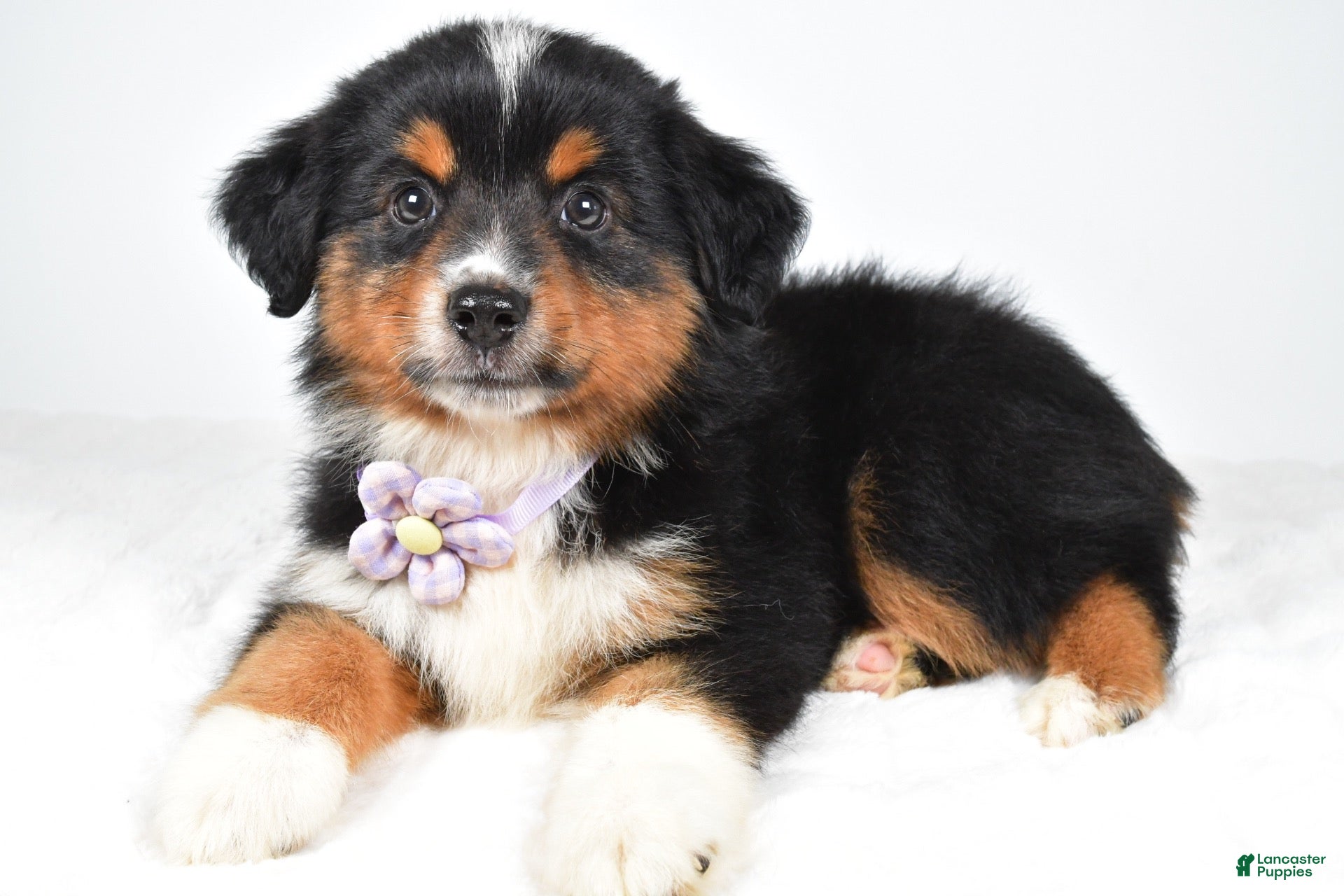 Miniature Australian Shepherd dogs Addison - Ad 2