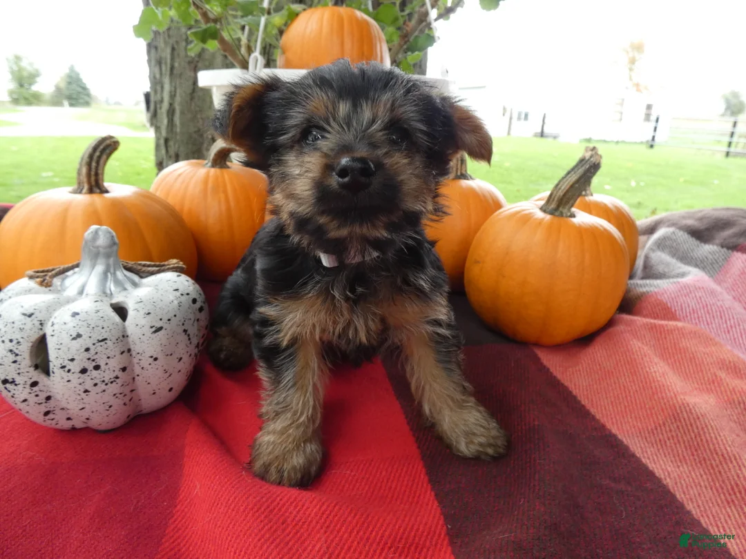 Yorkshire Terrier dogs for sale: Yorkshire Terrier 3 Charm - Ad 2