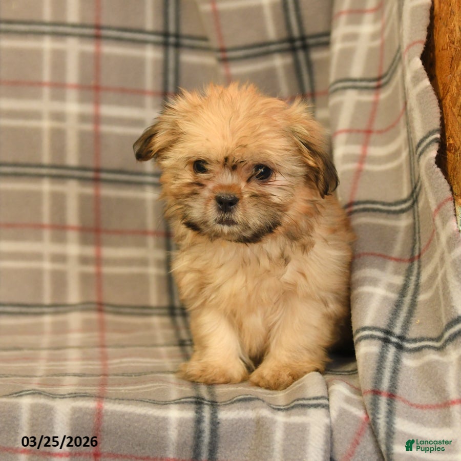 Shih Tzu dogs Zorro - Ad 2