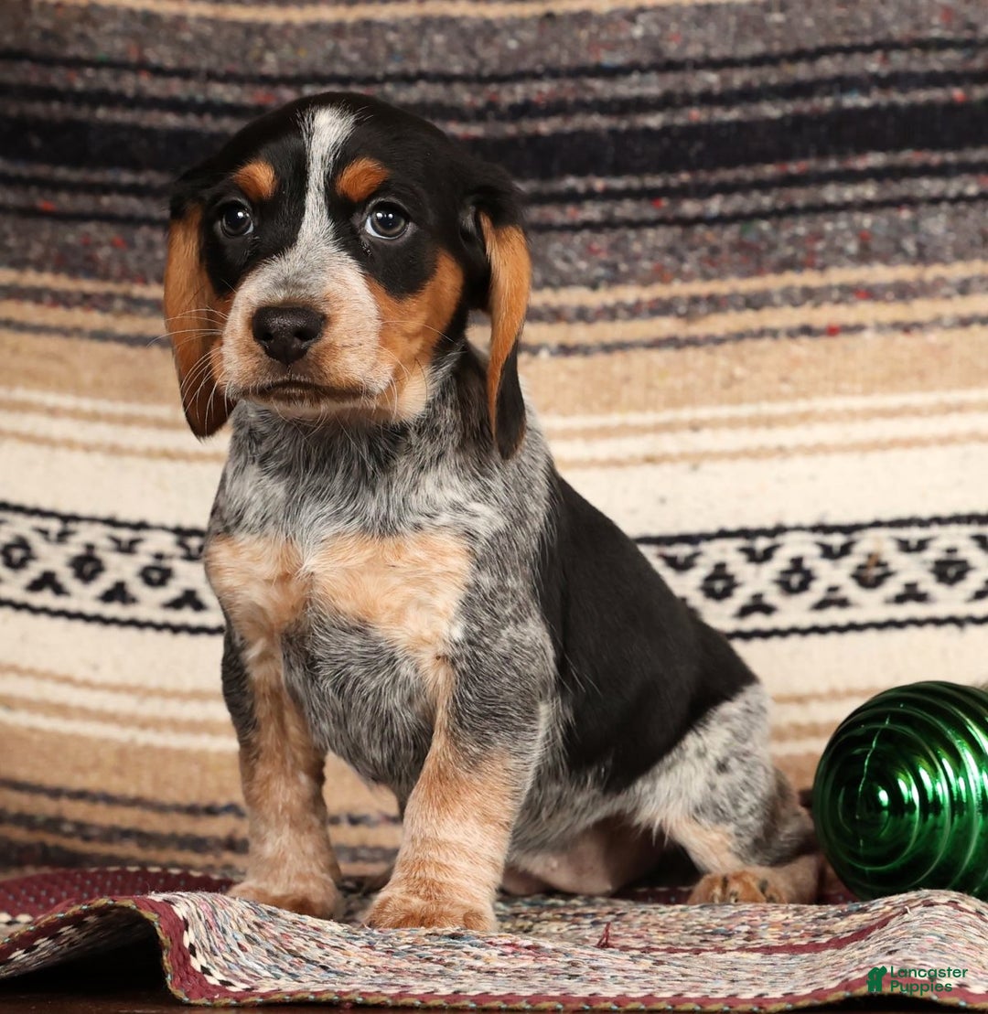 Beagle dogs for sale: Miracle - Ad 3