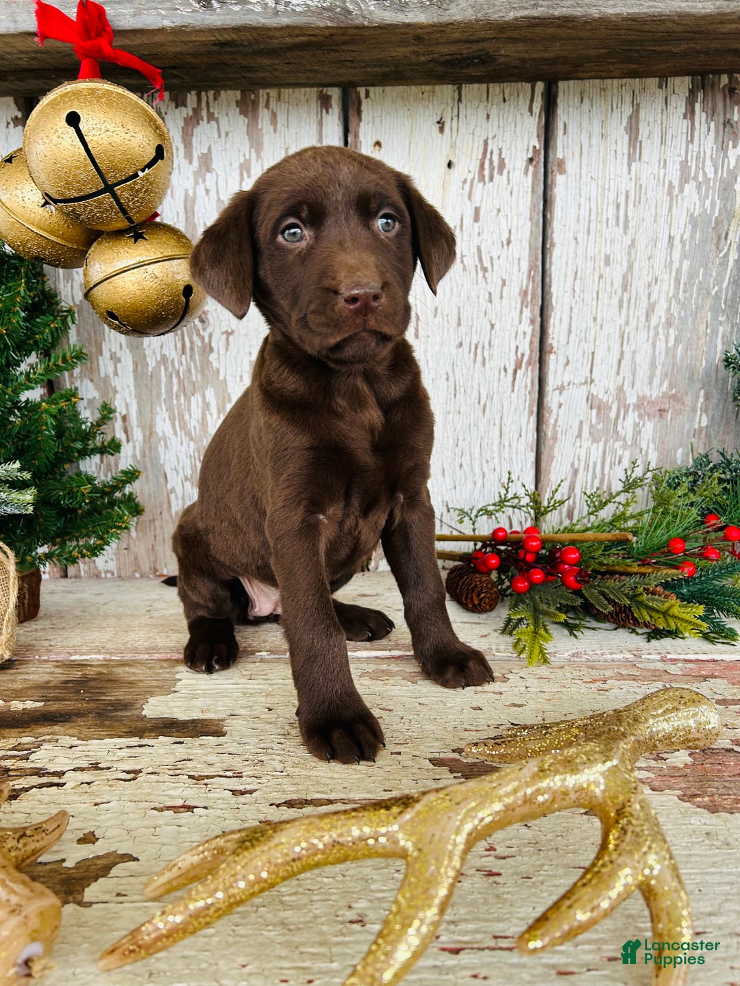 Labrador Retriever dogs for sale: Merry - Ad 4