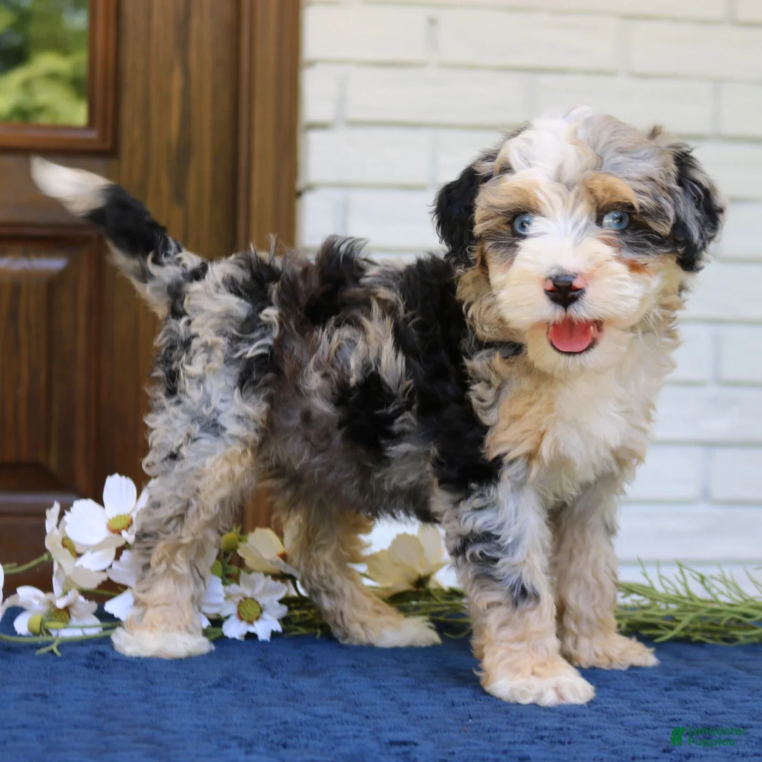 Mini Bernedoodle dogs for sale: Willow  - Ad 1
