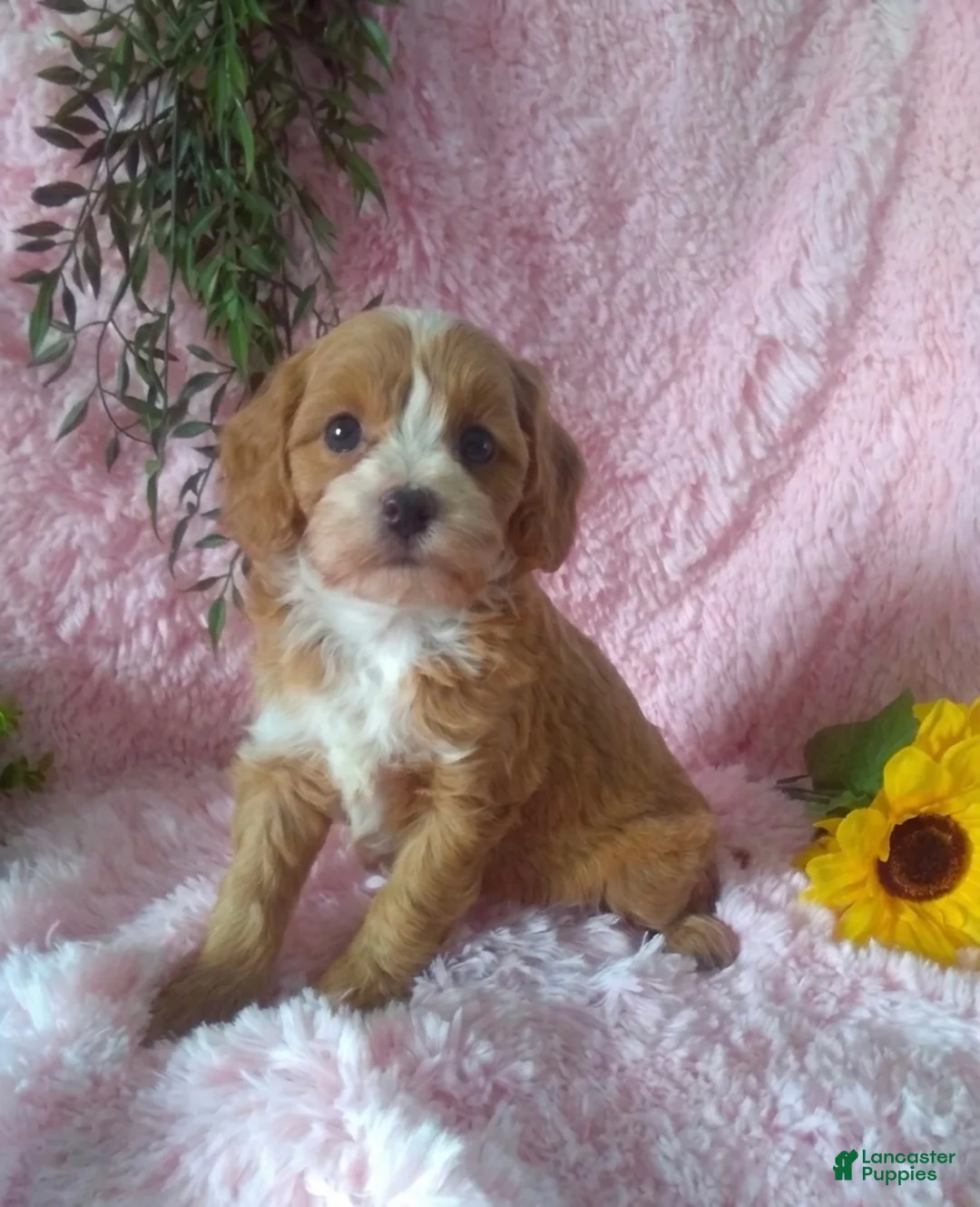 Cavapoo dogs for sale: Cavapoo Girl 2 - Ad 1