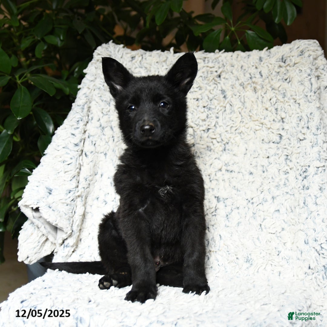 German Shepherd dogs for sale: Mike - Ad 3