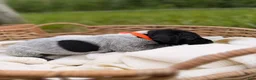 German Shorthaired Pointer dogs for sale: Rhodes - Ad 5