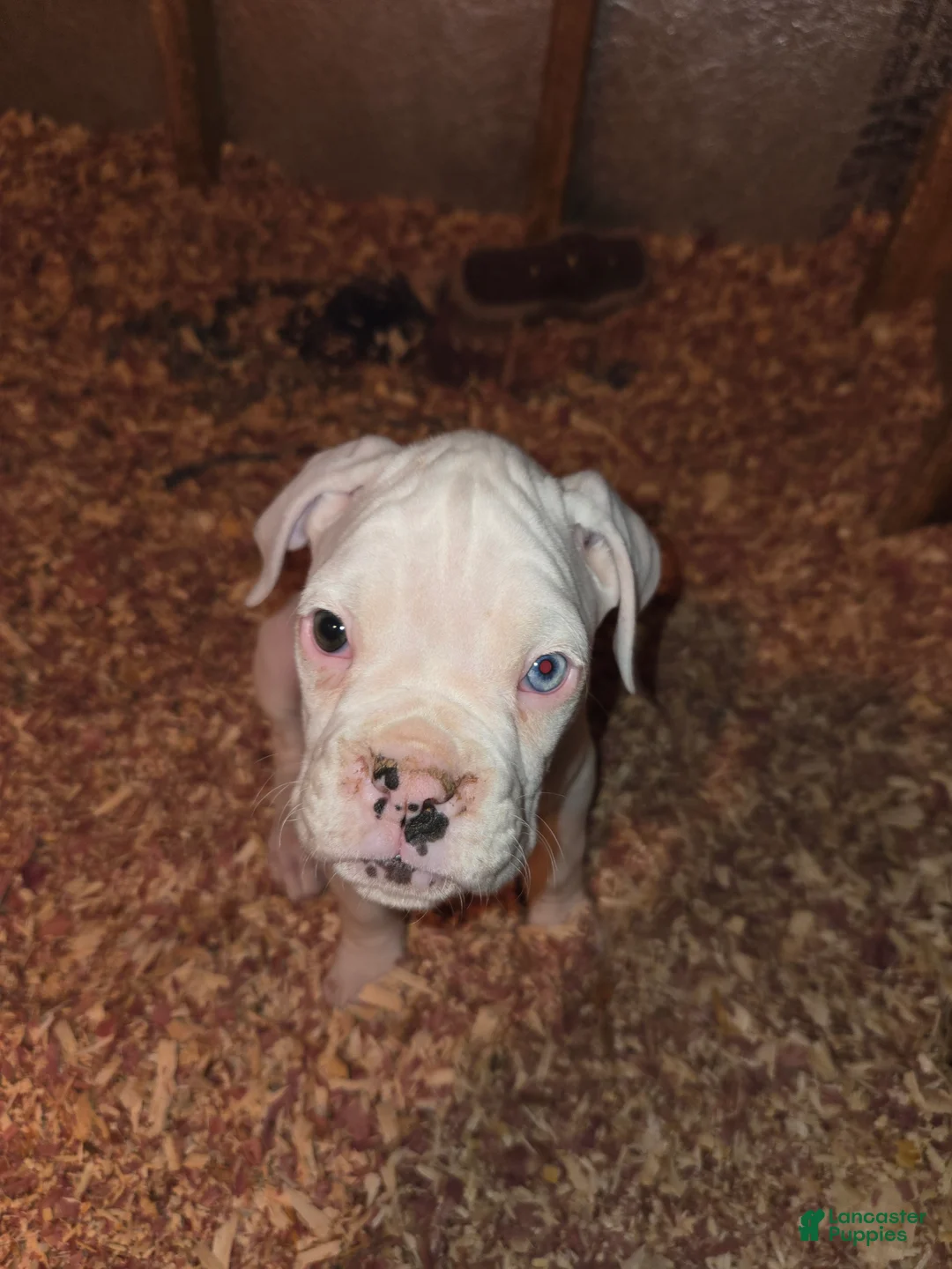 Boxer dogs for sale: Stevie - Ad 10