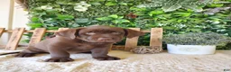 Labrador Retriever dogs for sale: Mindy - Ad 1
