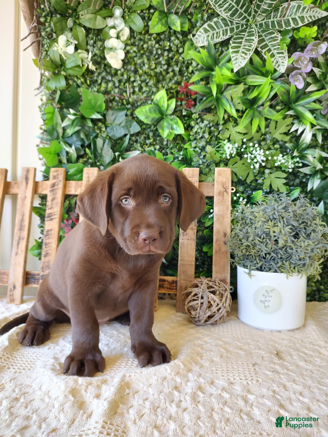 Labrador Retriever dogs for sale: Mindy - Ad 1