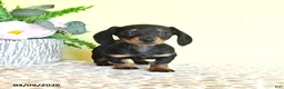 Miniature Dachshund dogs for sale: Hope - Ad 5
