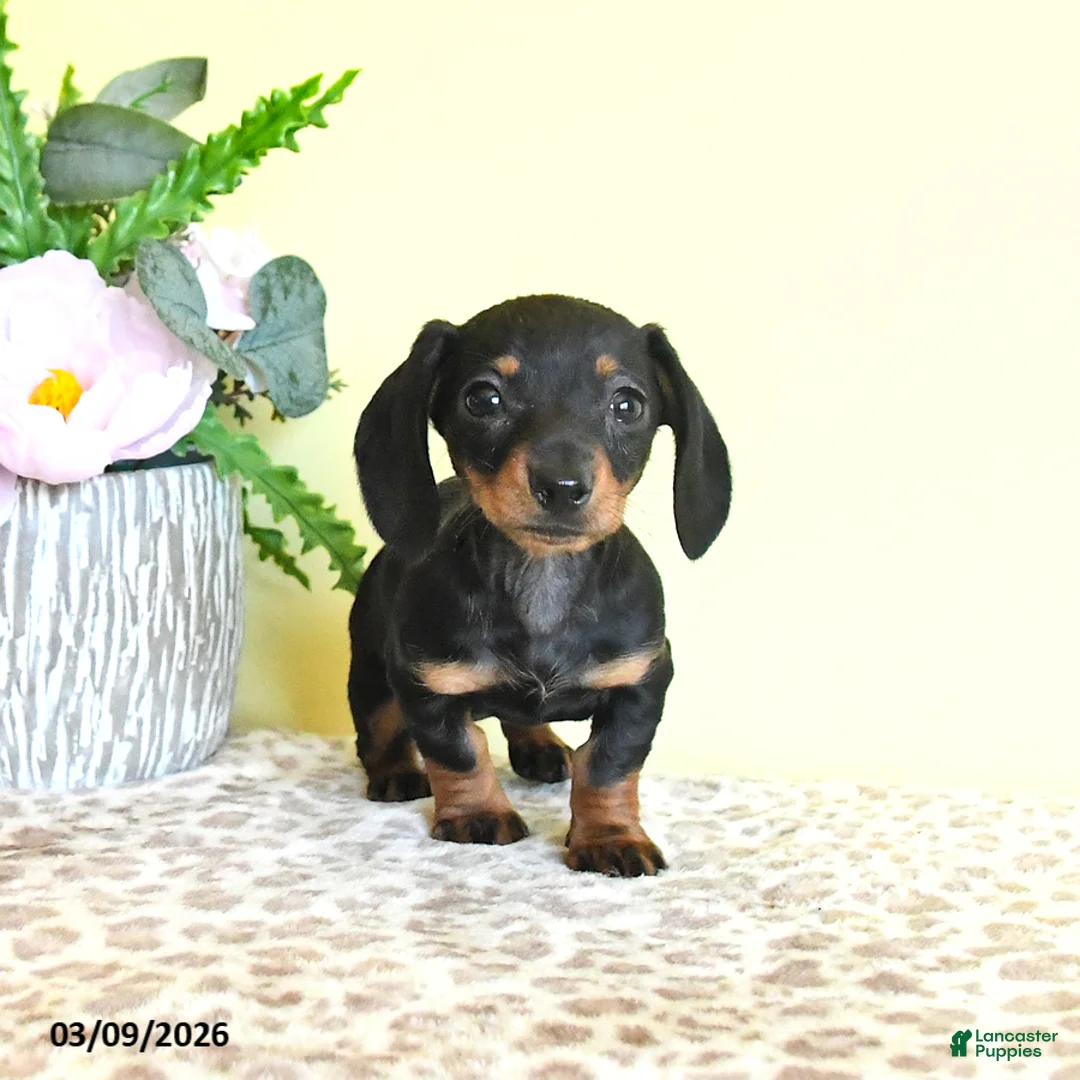 Miniature Dachshund dogs for sale: Hope - Ad 5