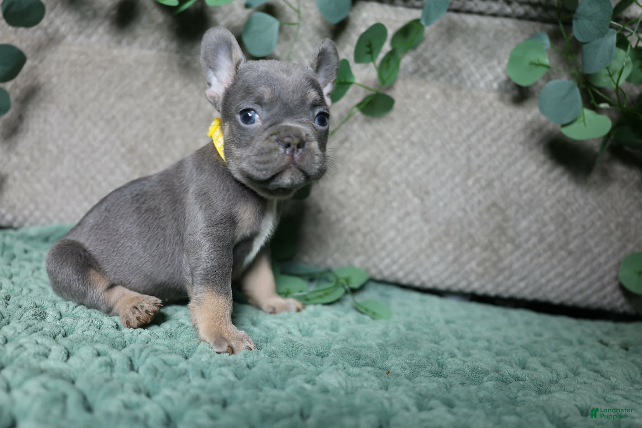 French Bulldog dogs Mr. Man  - Ad 33