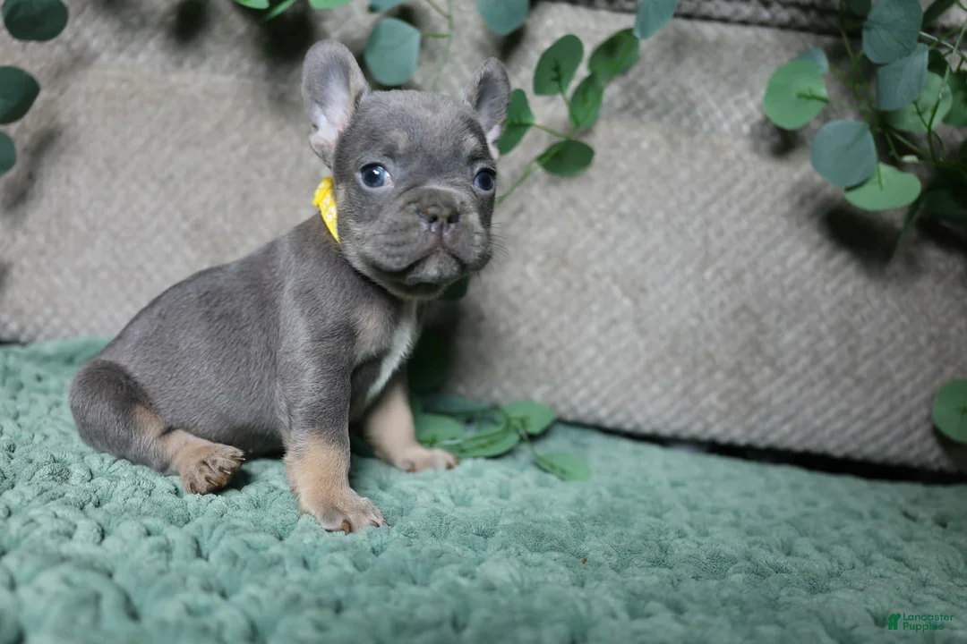 French Bulldog dogs for sale: Mr. Man  - Ad 1