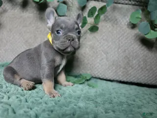 French Bulldog dogs Mr. Man - Ad 33
