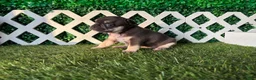French Bulldog dogs for sale: French Bulldog 3 - Ad 1