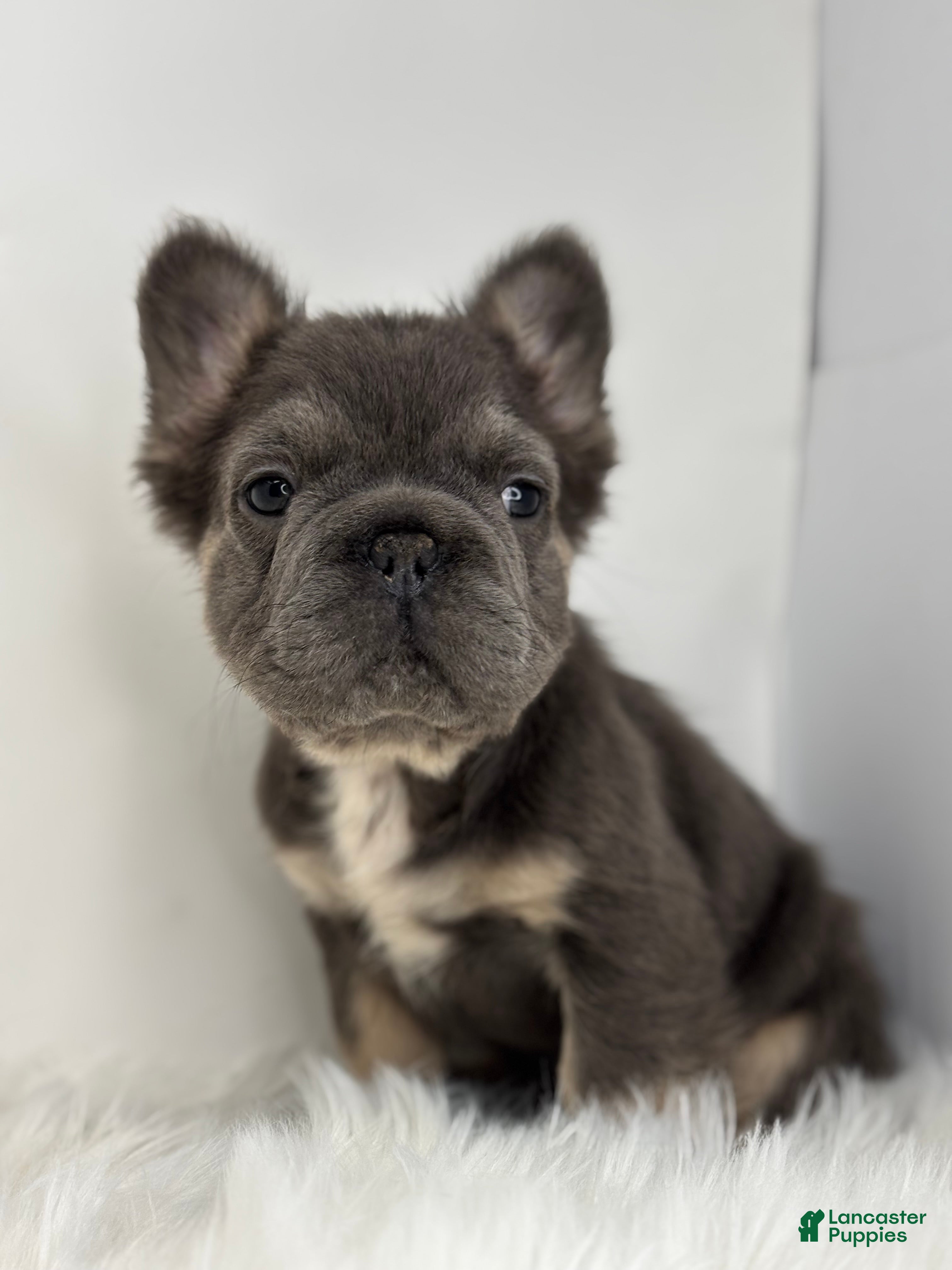 French Bulldog dogs Preston - Ad 32