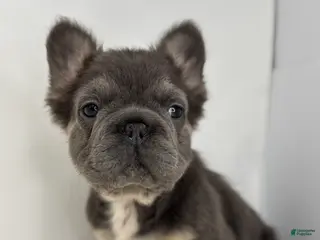 French Bulldog dogs Preston - Ad 32