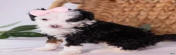 Mini Bernedoodle dogs for sale: Kim - Ad 4