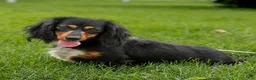 Miniature Dachshund dogs for sale: Lance - Ad 4