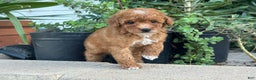 Toy Poodle dogs for sale: Toy Poodle Puppy 3 - Ad 4