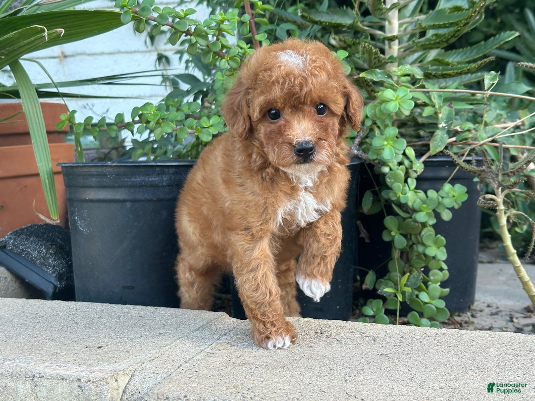 Toy Poodle dogs for sale: Toy Poodle Puppy 3 - Ad 4
