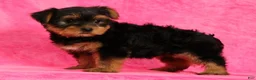 Yorkshire Terrier dogs for sale: Amber - Ad 6