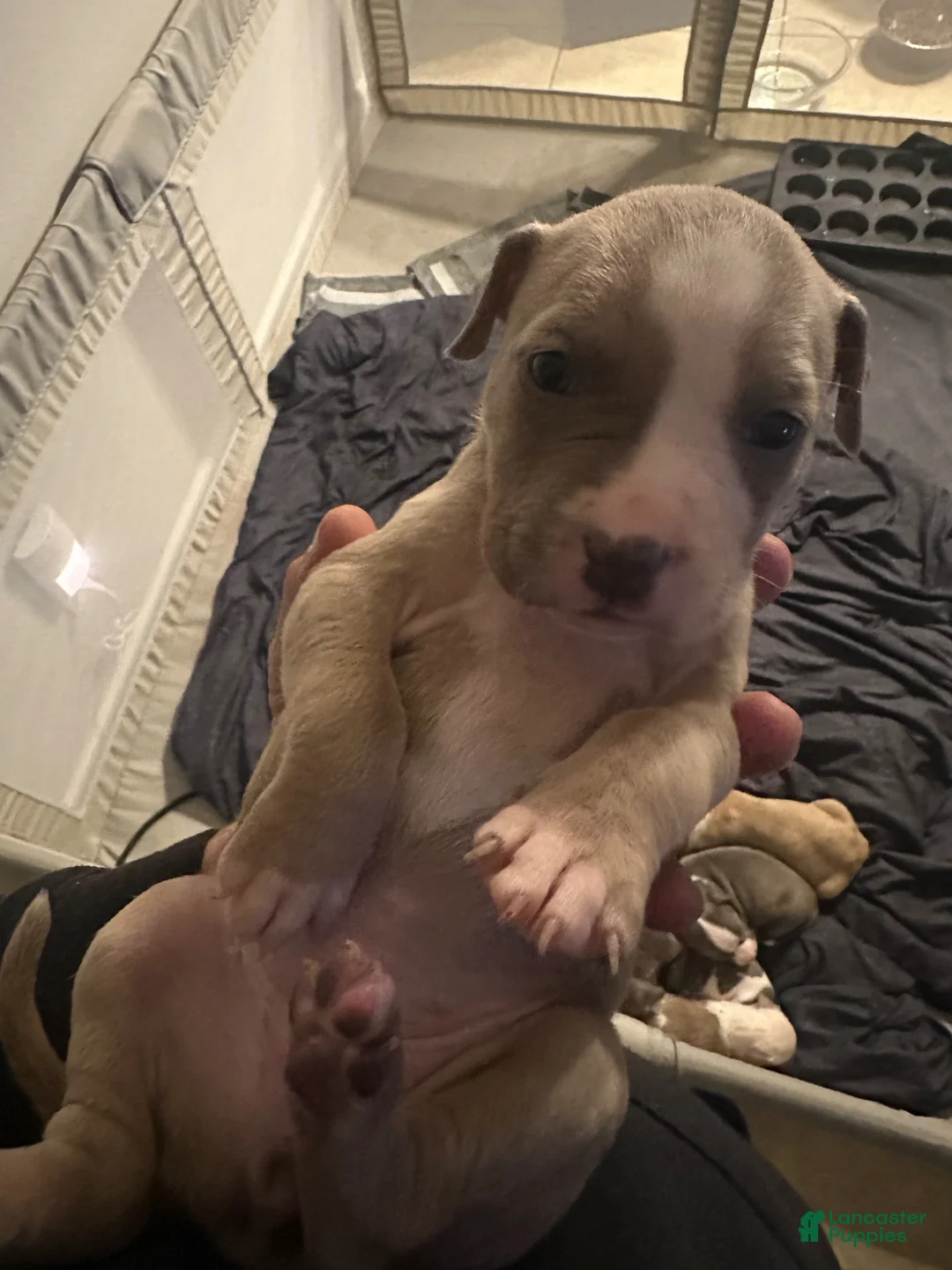American Pit Bull Terrier dogs for sale: American Pit Bull Terrier Puppy 2 - Ad 1