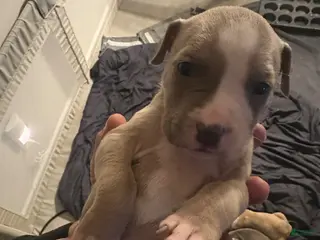 American Pit Bull Terrier dogs American Pit Bull Terrier Puppy 2 - Ad 27