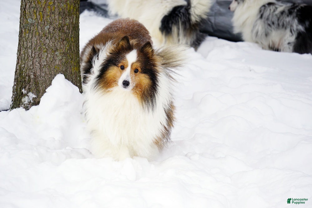 Shetland Sheepdog dogs Buckeye - Adult - Ad 1