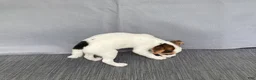 Chihuahua dogs for sale: Willow - Ad 11