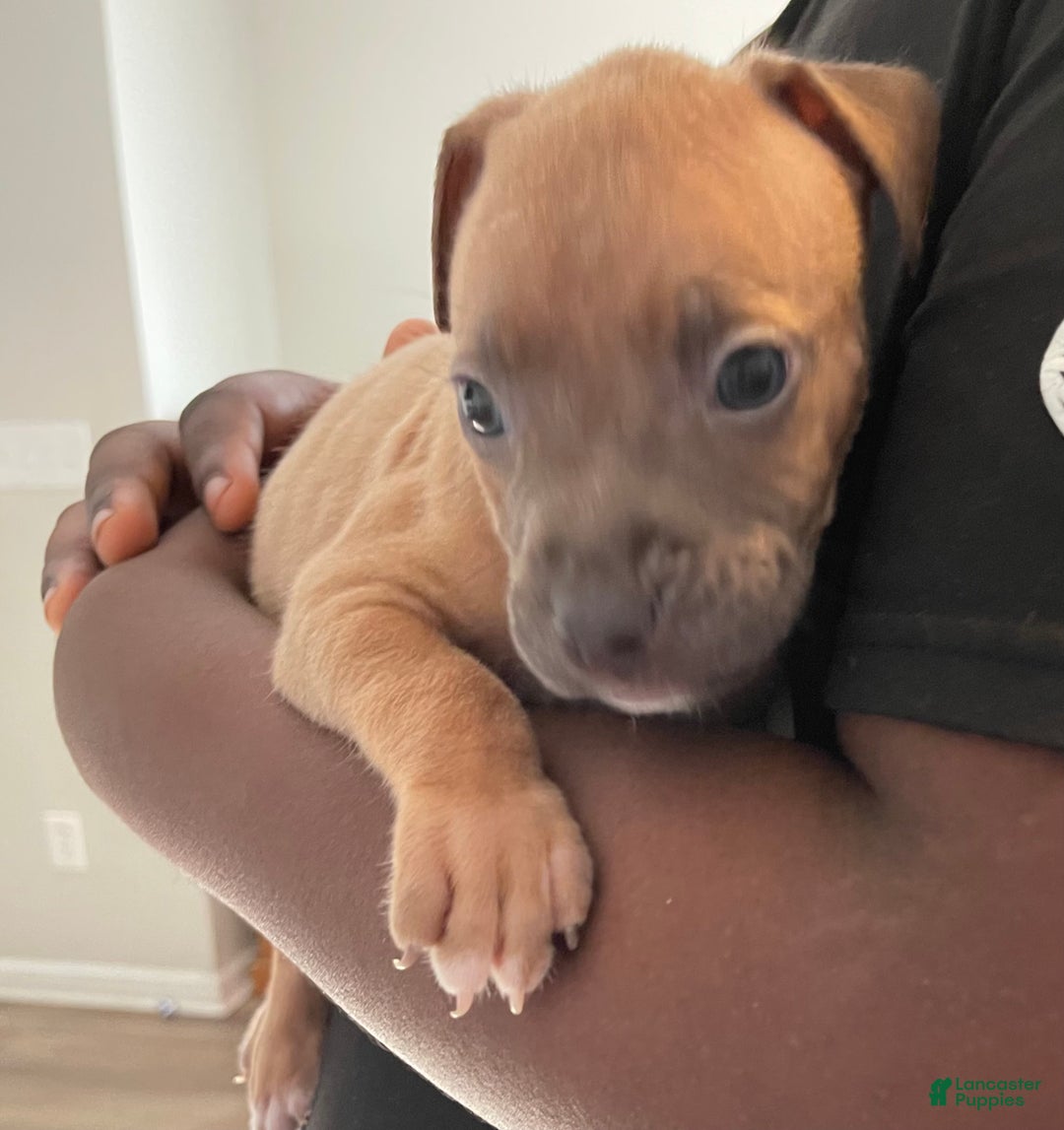 American Pit Bull Terrier dogs for sale: American Pit Bull Terrier Puppy 3 - Ad 1