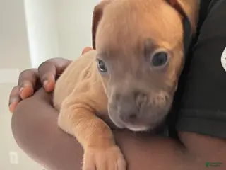 American Pit Bull Terrier dogs American Pit Bull Terrier Puppy 3 - Ad 38