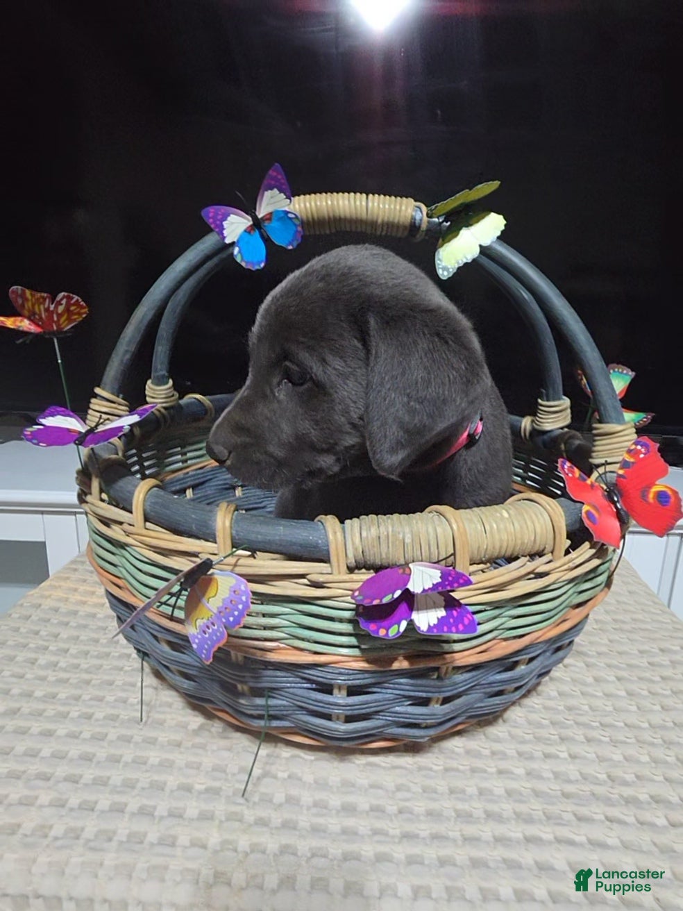 Labrador Retriever dogs Dark pink collar - Ad 5