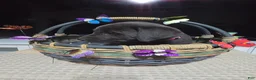 Labrador Retriever dogs for sale: Dark pink collar - Ad 1