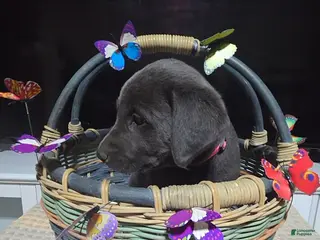 Labrador Retriever dogs Dark pink collar - Ad 5