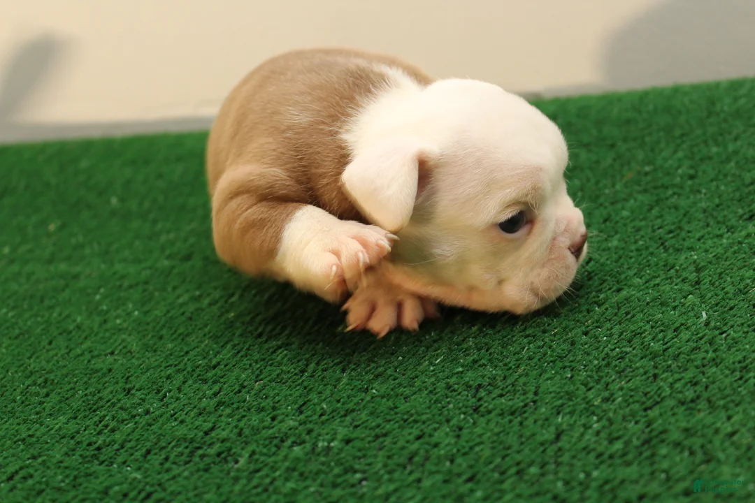 American Bully dogs for sale: American Bully Puppy 1 - Ad 2