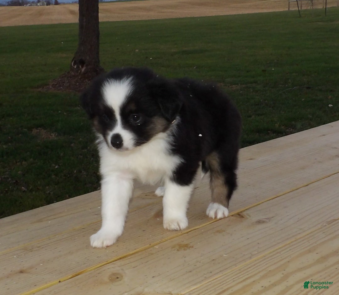 Miniature Australian Shepherd dogs for sale: Polly - Ad 5