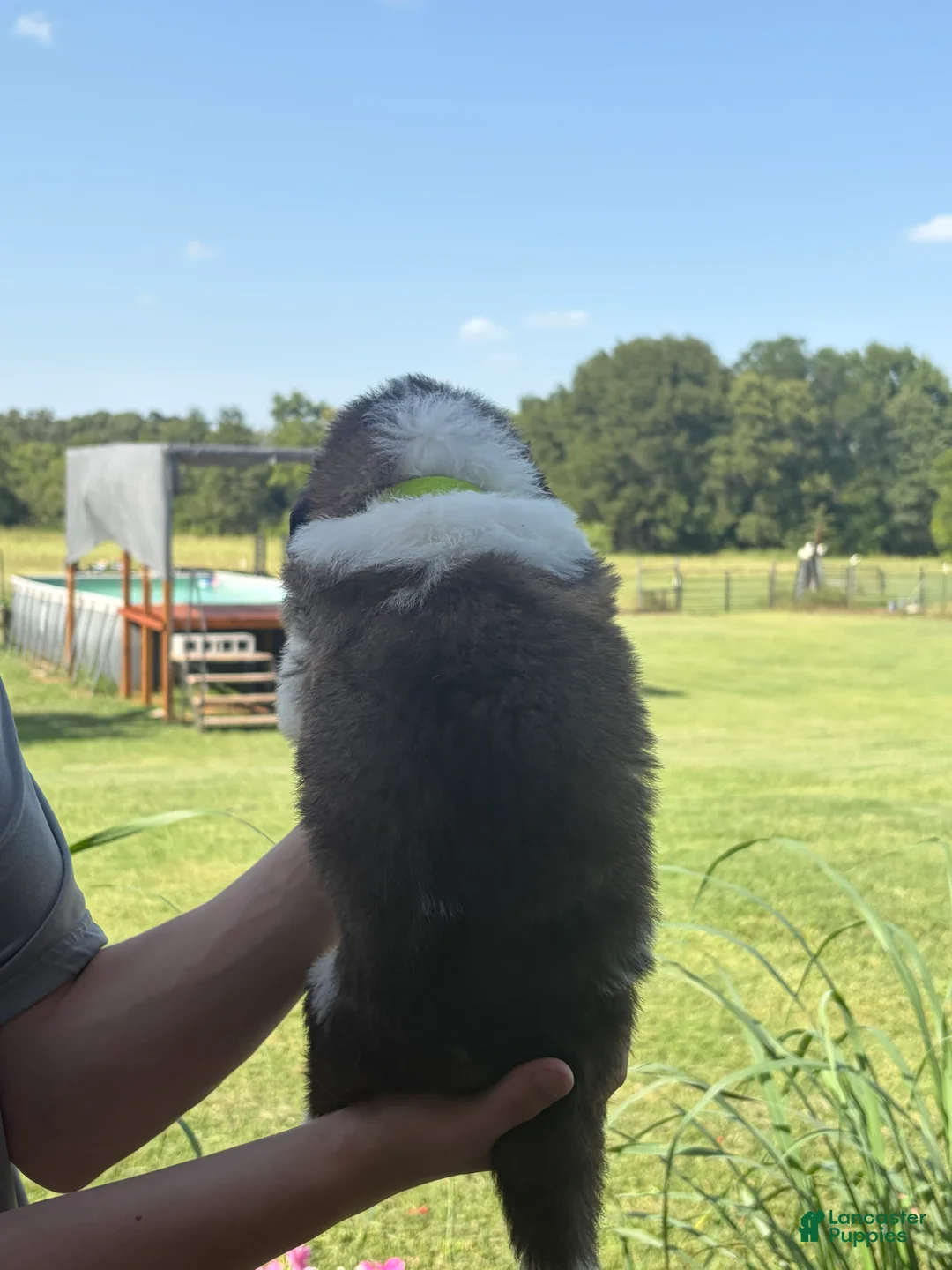 Saint Bernard dogs for sale: Akc Neon Green  - Ad 2