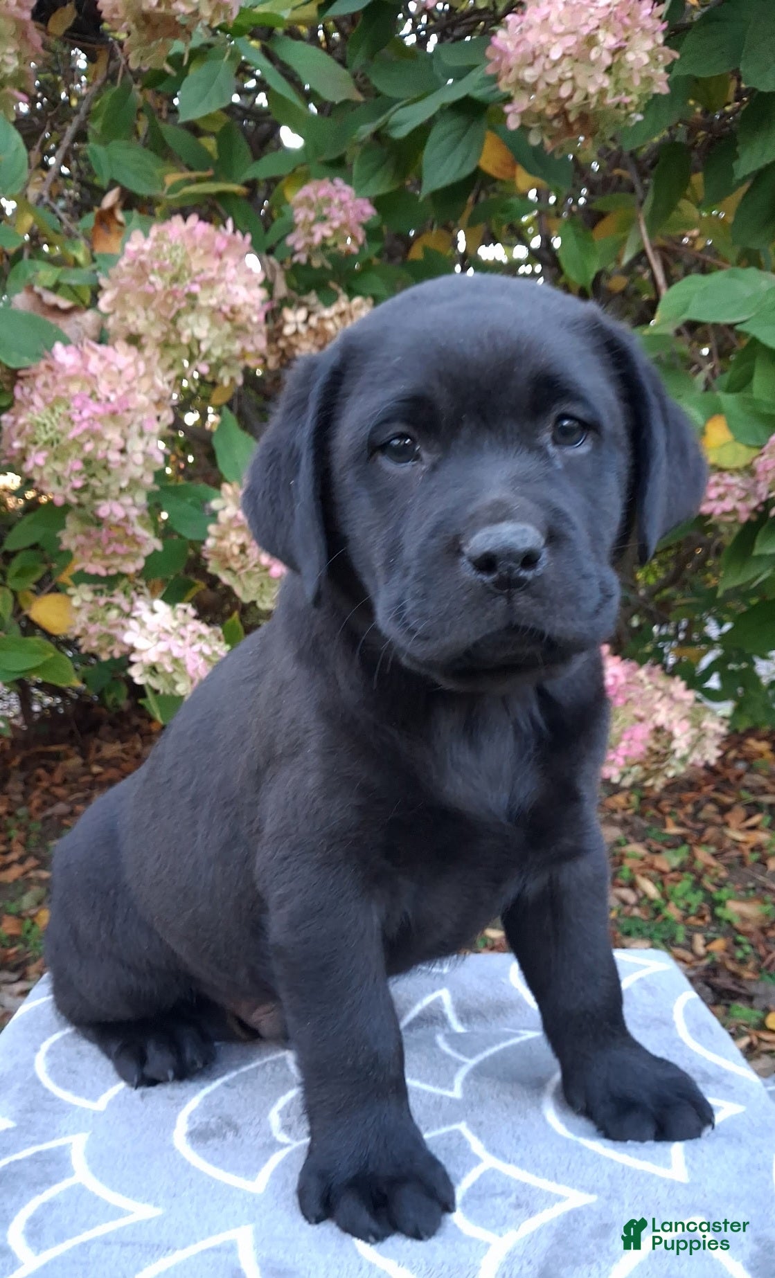 Labrador Retriever dogs Navy - Ad 2