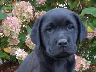 Labrador Retriever dogs Navy - Ad 2