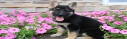 German Shepherd dogs for sale: Haven - Ad 4