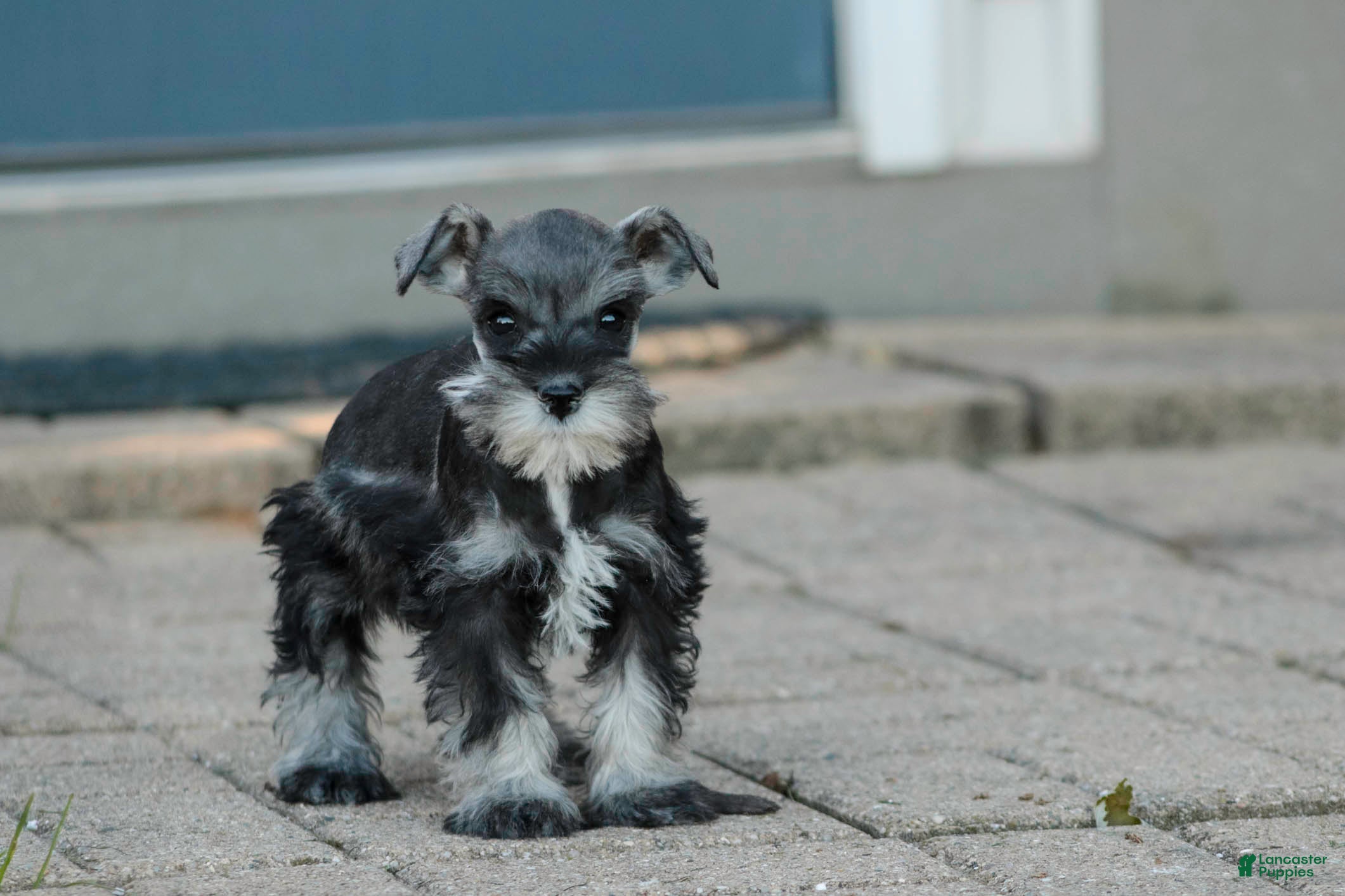 Miniature Schnauzer dogs Georgia Miniature Schnauzer - Ad 2