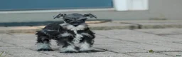 Miniature Schnauzer dogs for sale: Georgia Miniature Schnauzer - Ad 2