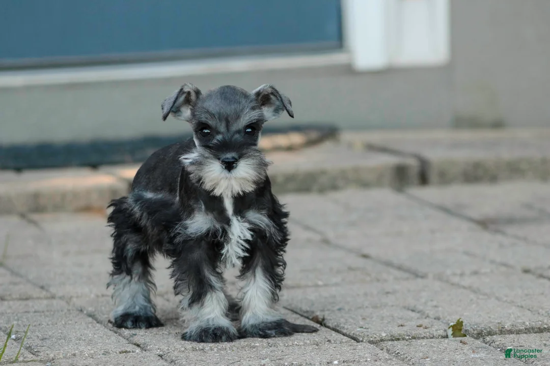 Miniature Schnauzer dogs for sale: Georgia Miniature Schnauzer - Ad 2