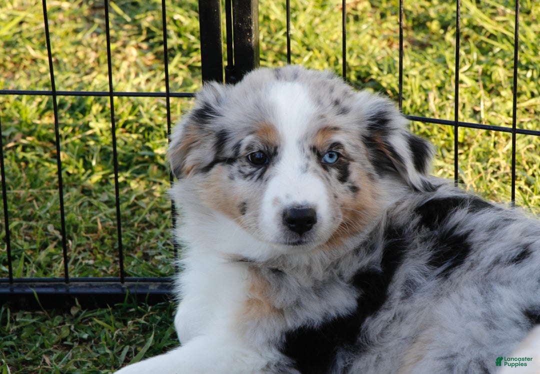 Australian Shepherd dogs for sale: Clara - Ad 5