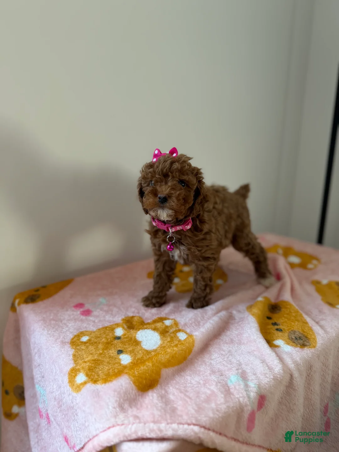 Toy Poodle dogs for sale: Tinkerbell - Ad 2