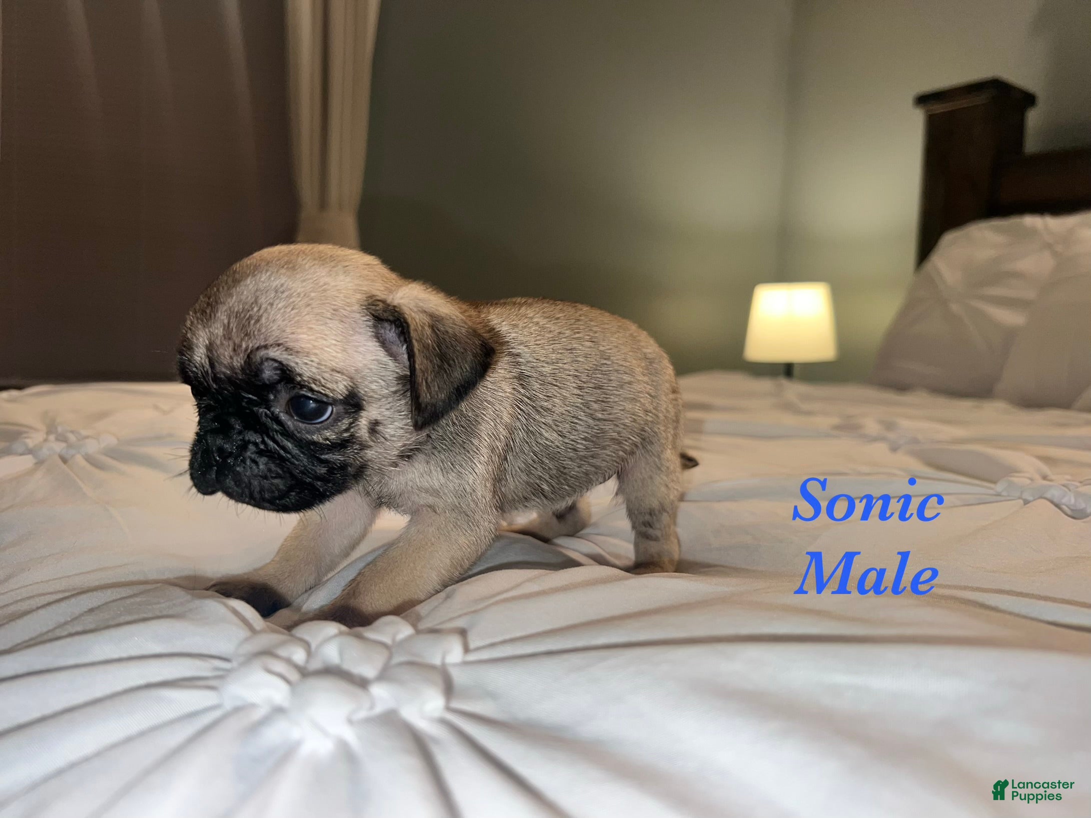 Pug dogs Sonic - Ad 1