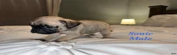 Pug dogs for sale: Sonic - Ad 1